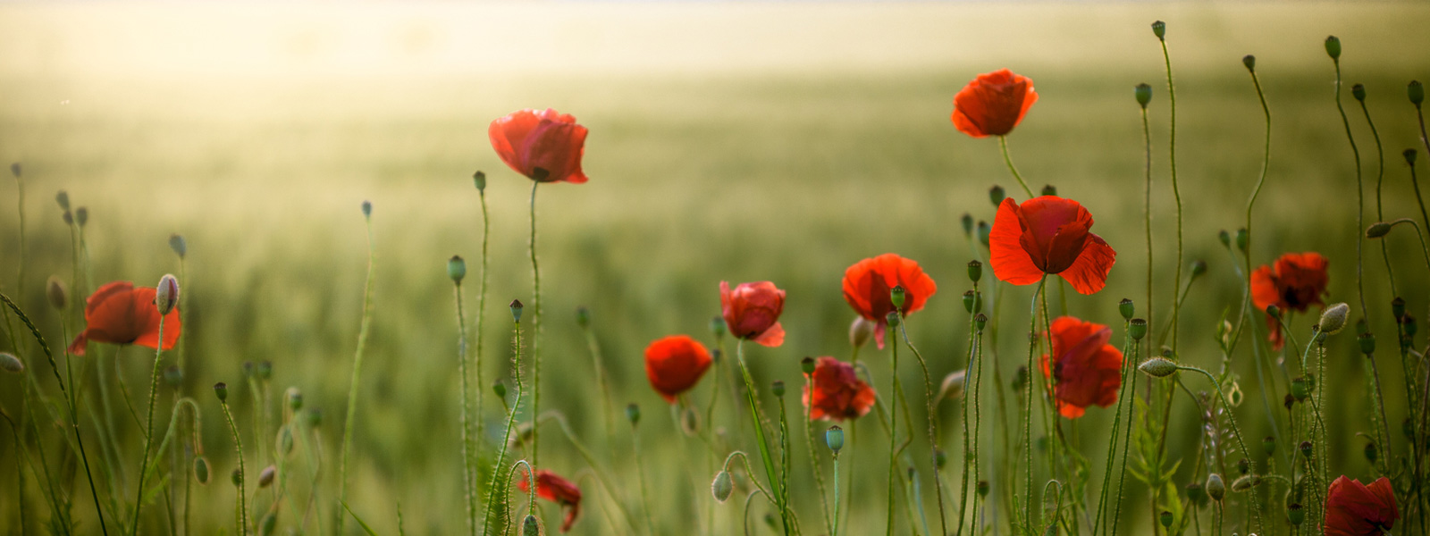 Papavers